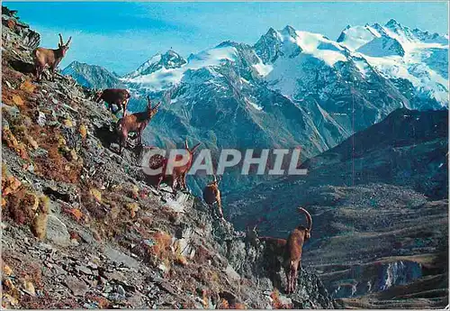 Cartes postales moderne Vallee D Aosta