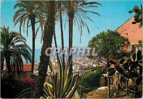 Cartes postales moderne Bordighera im Riviera dei Flori Raccouri varacteristique parmi palmiers et fleurs