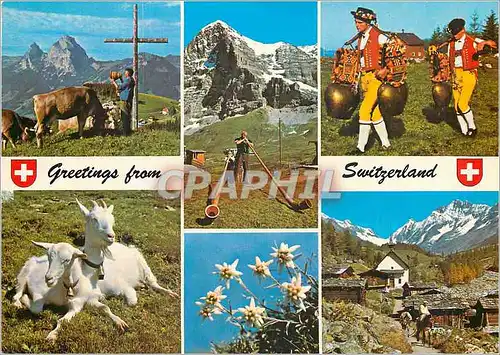 Cartes postales moderne Suisses Greetings Chevre