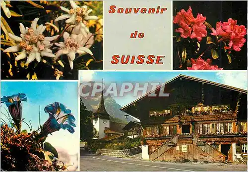 Cartes postales moderne Suisses souvenir