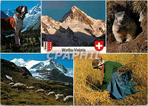 Cartes postales moderne Valais Chien Marmotte