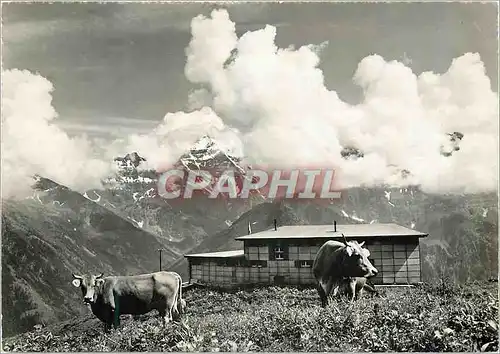 Cartes postales moderne Suisse 1800 m u M sommet und winterbeieb Vaches