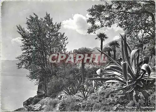 Cartes postales moderne Lago Maggiore Vegetazione