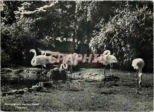 Cartes postales moderne Basel Flamingo