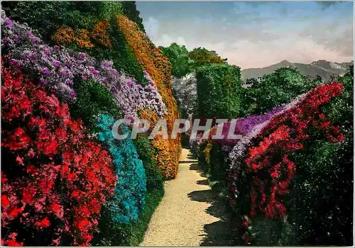 Cartes postales moderne Villa Carlotta La Fioritura delle Azalee