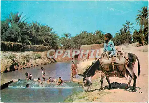 Cartes postales moderne Tozeur les oasis Ane Donkey