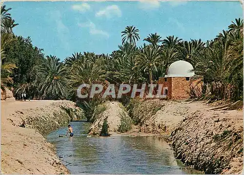 Cartes postales moderne Tozeur riviere et marabout dans l'oasis