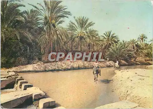 Cartes postales moderne Tozeur partage des eaux