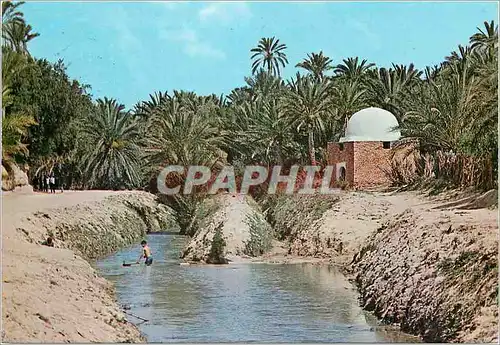 Moderne Karte Tozeur riviere et marabout dans l'oasis