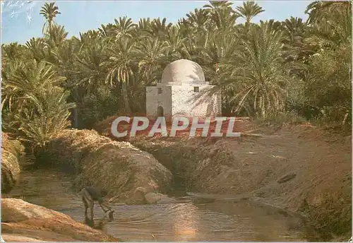 Moderne Karte Tozeur (tunisie) marabout dans la paimeraie (sidi laguili)