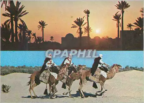 Cartes postales moderne Sud tunisien les meharis l'oasis Chameaux