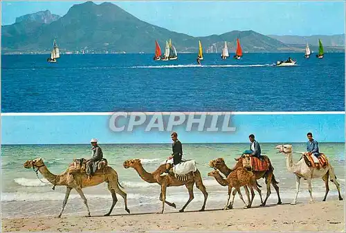 Cartes postales moderne Tunisie 1300km de cote Chameaux