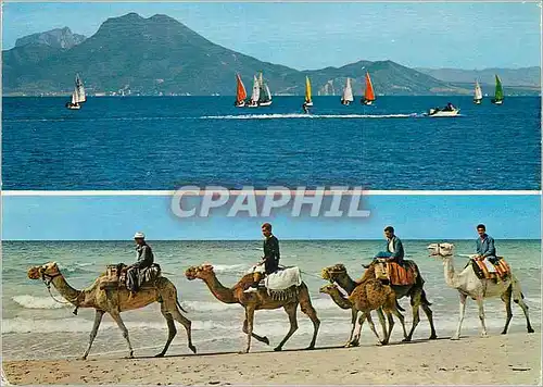 Cartes postales moderne Tunisie 1300km de cote Chameaux