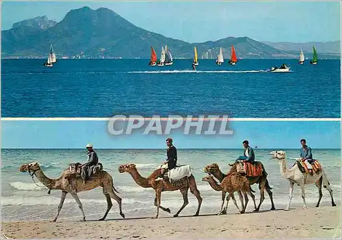 Cartes postales moderne Tunisie 1300km de cote Chameaux