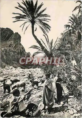 Cartes postales moderne Tunis le belvedere la kouba