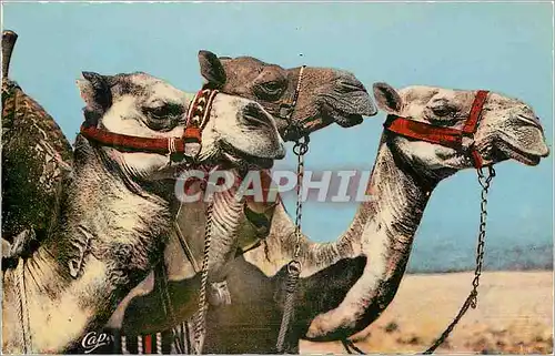 Cartes postales moderne Scenes et types tetes de dromadaires