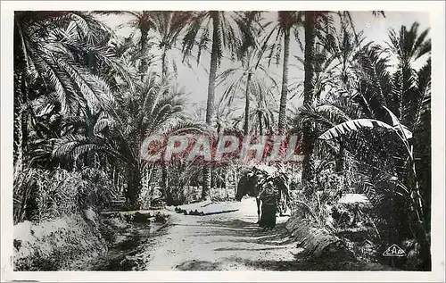 Cartes postales moderne Gabes oasis de menzel