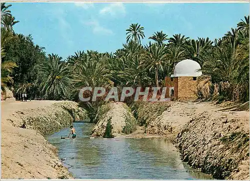 Cartes postales moderne Tozeur riviere et marabout dans l'oasis