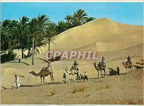 Cartes postales moderne Tunisie caravane du sahara