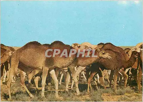 Moderne Karte Un troupeau de chameaux