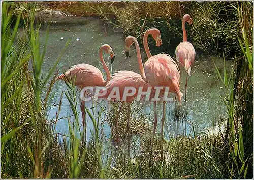 Moderne Karte Les flamands roses de gabes