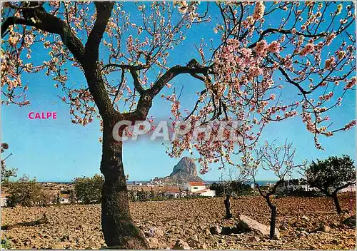 Cartes postales moderne Calpe (Alicante) Amandier en fleur