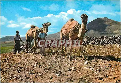 Moderne Karte Islas canarias scene typique Chameau