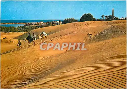 Cartes postales moderne Maspalomas chameaux dans les duns au fond le lac la plage et phare Chameaux