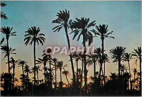 Cartes postales moderne Oasis sur de gran canaria