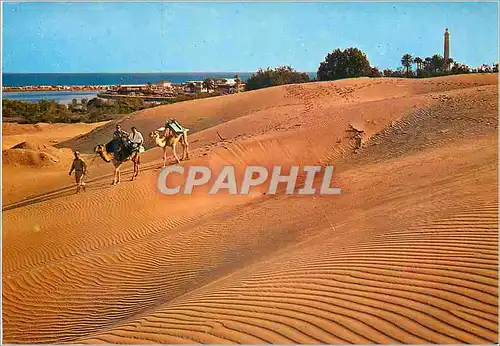 Cartes postales moderne Maspalomas au fond le lac la plage et phare Chameaux