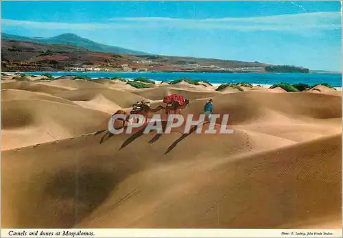 Cartes postales moderne Camels and dunes at maspalomas