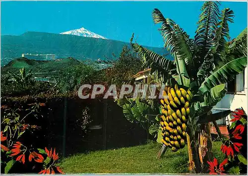 Cartes postales moderne Puerto de la cruz (Tenerife) paysage avec teide