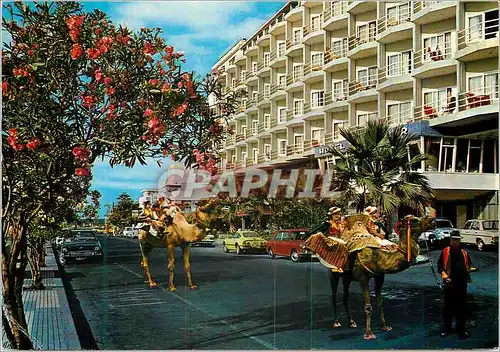 Cartes postales moderne Tenerife puerto de la cruz typical scene Chameaux