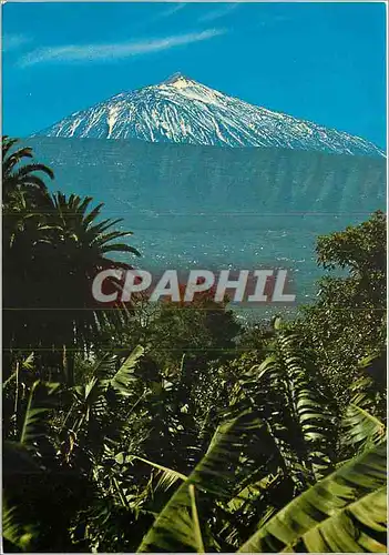 Cartes postales moderne Teide (m3717) banana plantations with th snow covered teide in the backhround