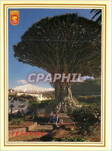 Cartes postales moderne Islas canarias icod de los vinos drago milenario Tenerife