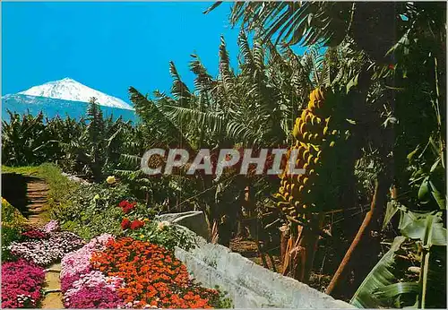 Cartes postales moderne Tenerife banans et le teide