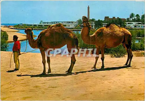 Cartes postales moderne Gran Canaria Oasis Maspalomas Chameau