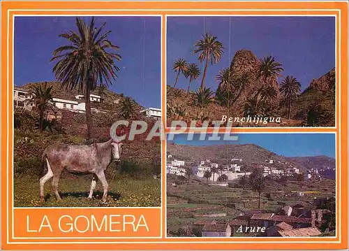 Cartes postales moderne La Gomera Ane Donkey