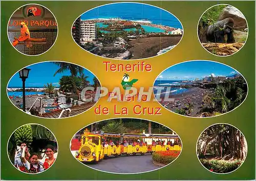 Cartes postales moderne Tenerife Puerto de la Cruz Perroquet