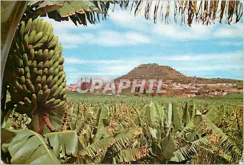 Cartes postales moderne Gran Canaria Arucas (vue partielle)