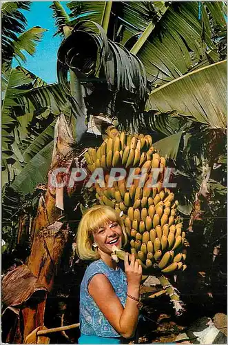 Moderne Karte Canarias Plataneras y Bananas
