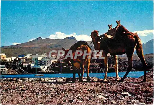 Cartes postales moderne Tenerife Playa de Sardina del Norte (Galdar) Ane Donkey