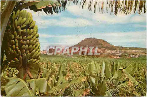 Cartes postales moderne Gran Canaria Arucas (vue partielle)