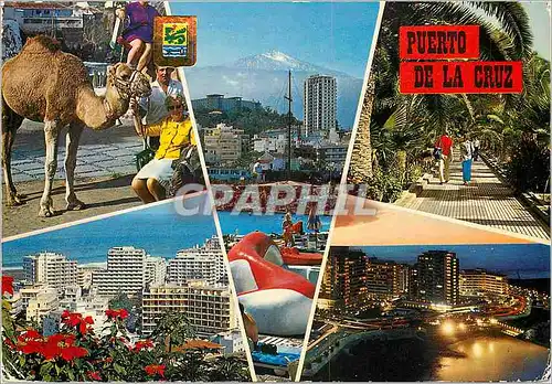 Cartes postales moderne Tenerife Puerto de la Cruz Chameau