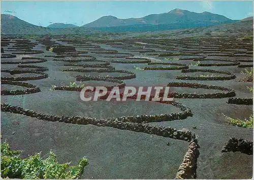 Cartes postales moderne Lazarote La Geria