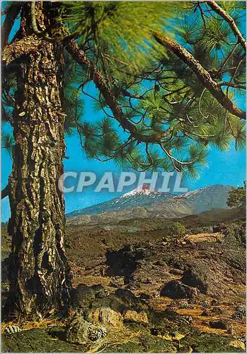 Cartes postales moderne Tenerife Paysage et le Teide au fond