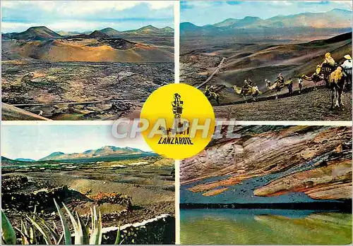 Cartes postales moderne Lanzarote Chameaux