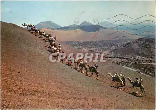 Cartes postales moderne Lanzarote Montana del Fuego (Caravana) Chameaux