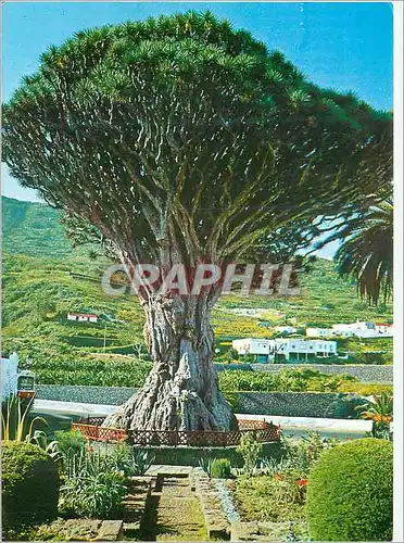 Cartes postales moderne Tenerife Icod de los Vinos