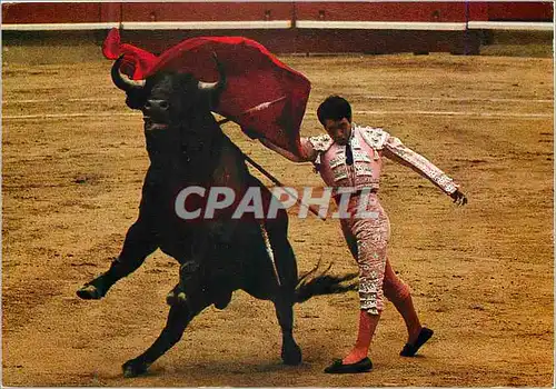 Cartes postales moderne Corrida de Toros Pase de pecho Corrida Taureau